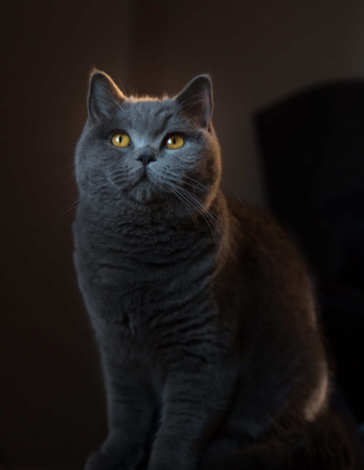 Foto gata scaled